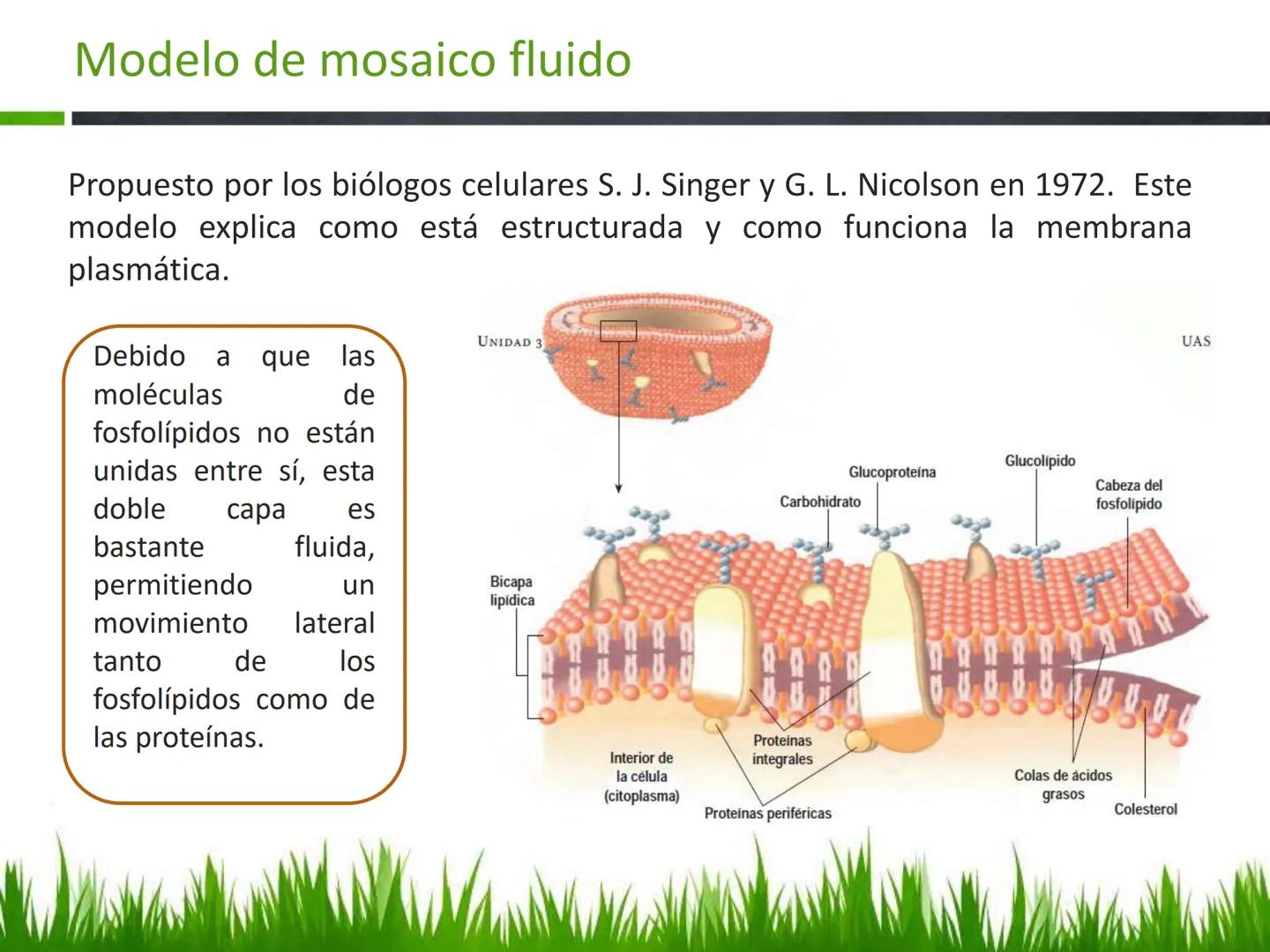 ## UNIDAD 3
## LA CÉLULA 3.1 Y 3.2
DEFINICIÓN Y TEORÍA CELULAR 3.1 Definición
Todos los seres vivos están constituidos por una o
más células