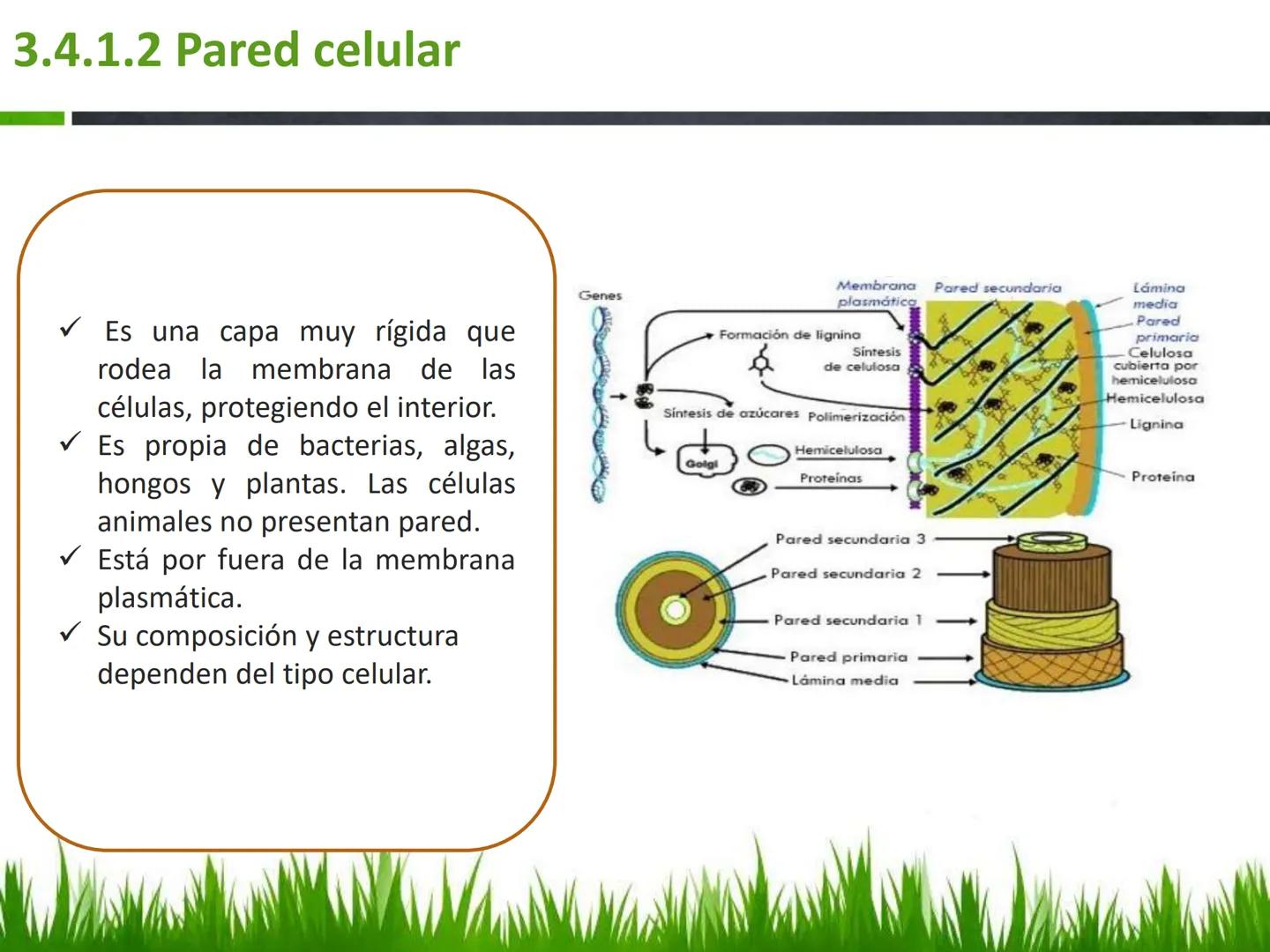 ## UNIDAD 3
## LA CÉLULA 3.1 Y 3.2
DEFINICIÓN Y TEORÍA CELULAR 3.1 Definición
Todos los seres vivos están constituidos por una o
más células