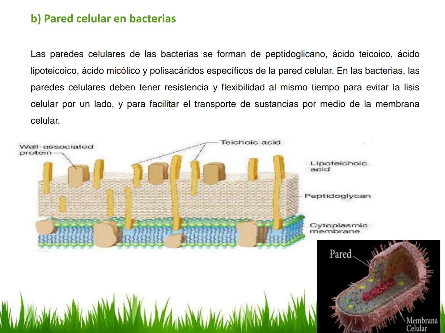## UNIDAD 3
## LA CÉLULA 3.1 Y 3.2
DEFINICIÓN Y TEORÍA CELULAR 3.1 Definición
Todos los seres vivos están constituidos por una o
más células