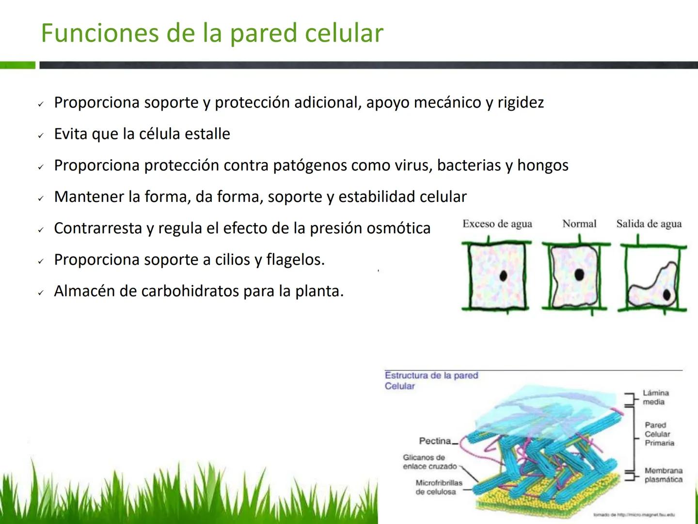 ## UNIDAD 3
## LA CÉLULA 3.1 Y 3.2
DEFINICIÓN Y TEORÍA CELULAR 3.1 Definición
Todos los seres vivos están constituidos por una o
más células