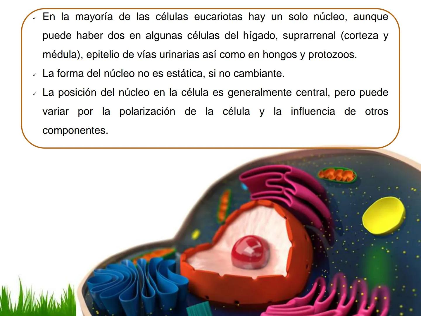 ## UNIDAD 3
## LA CÉLULA 3.1 Y 3.2
DEFINICIÓN Y TEORÍA CELULAR 3.1 Definición
Todos los seres vivos están constituidos por una o
más células