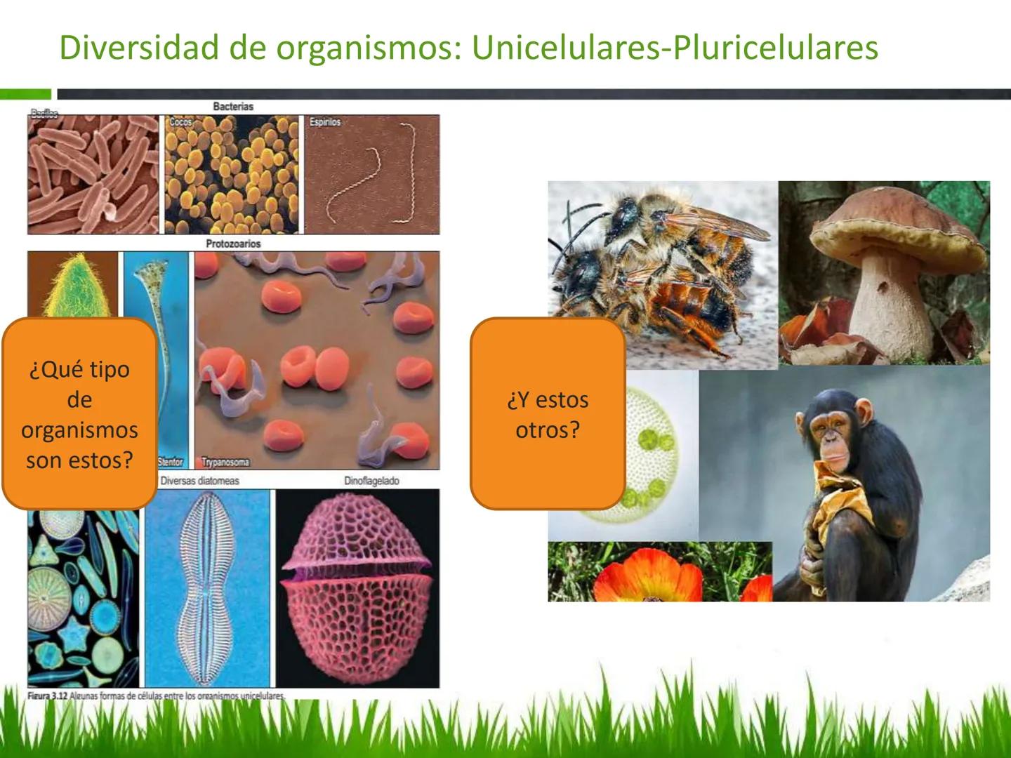 ## UNIDAD 3
## LA CÉLULA 3.1 Y 3.2
DEFINICIÓN Y TEORÍA CELULAR 3.1 Definición
Todos los seres vivos están constituidos por una o
más células