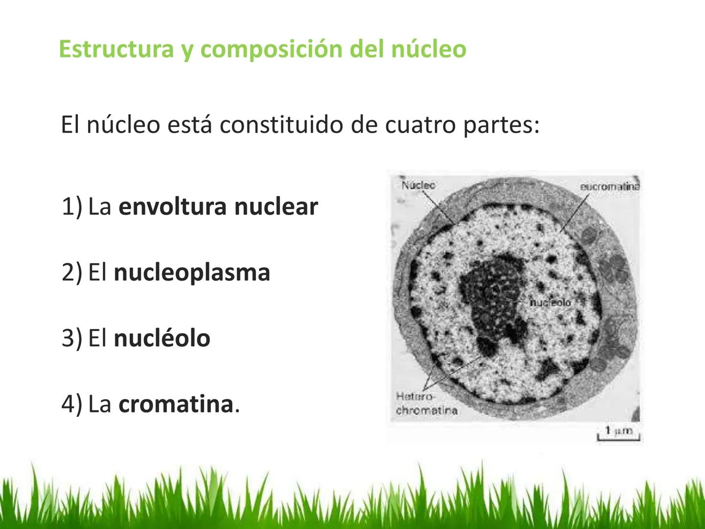 ## UNIDAD 3
## LA CÉLULA 3.1 Y 3.2
DEFINICIÓN Y TEORÍA CELULAR 3.1 Definición
Todos los seres vivos están constituidos por una o
más células