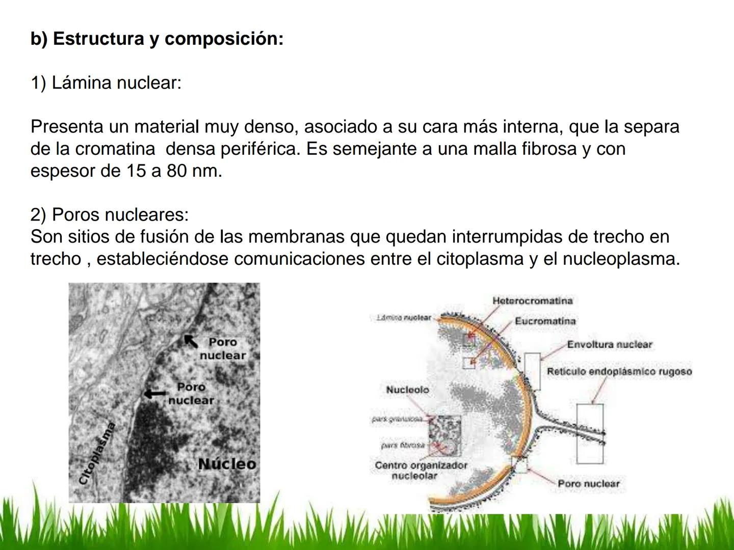 ## UNIDAD 3
## LA CÉLULA 3.1 Y 3.2
DEFINICIÓN Y TEORÍA CELULAR 3.1 Definición
Todos los seres vivos están constituidos por una o
más células