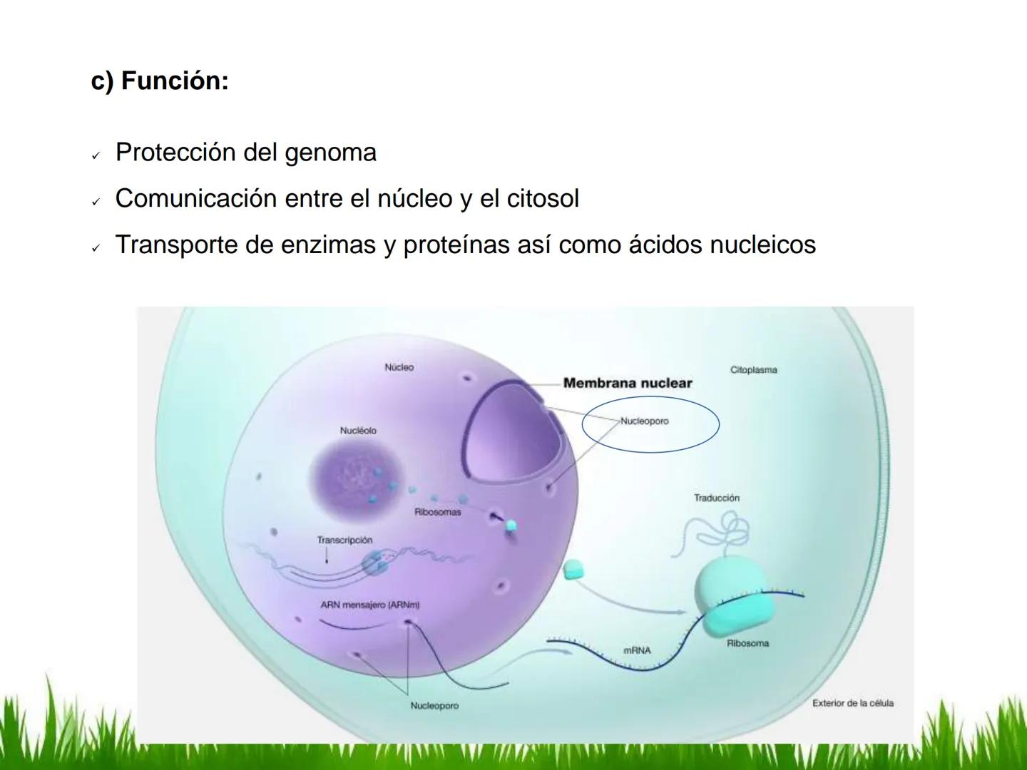 ## UNIDAD 3
## LA CÉLULA 3.1 Y 3.2
DEFINICIÓN Y TEORÍA CELULAR 3.1 Definición
Todos los seres vivos están constituidos por una o
más células
