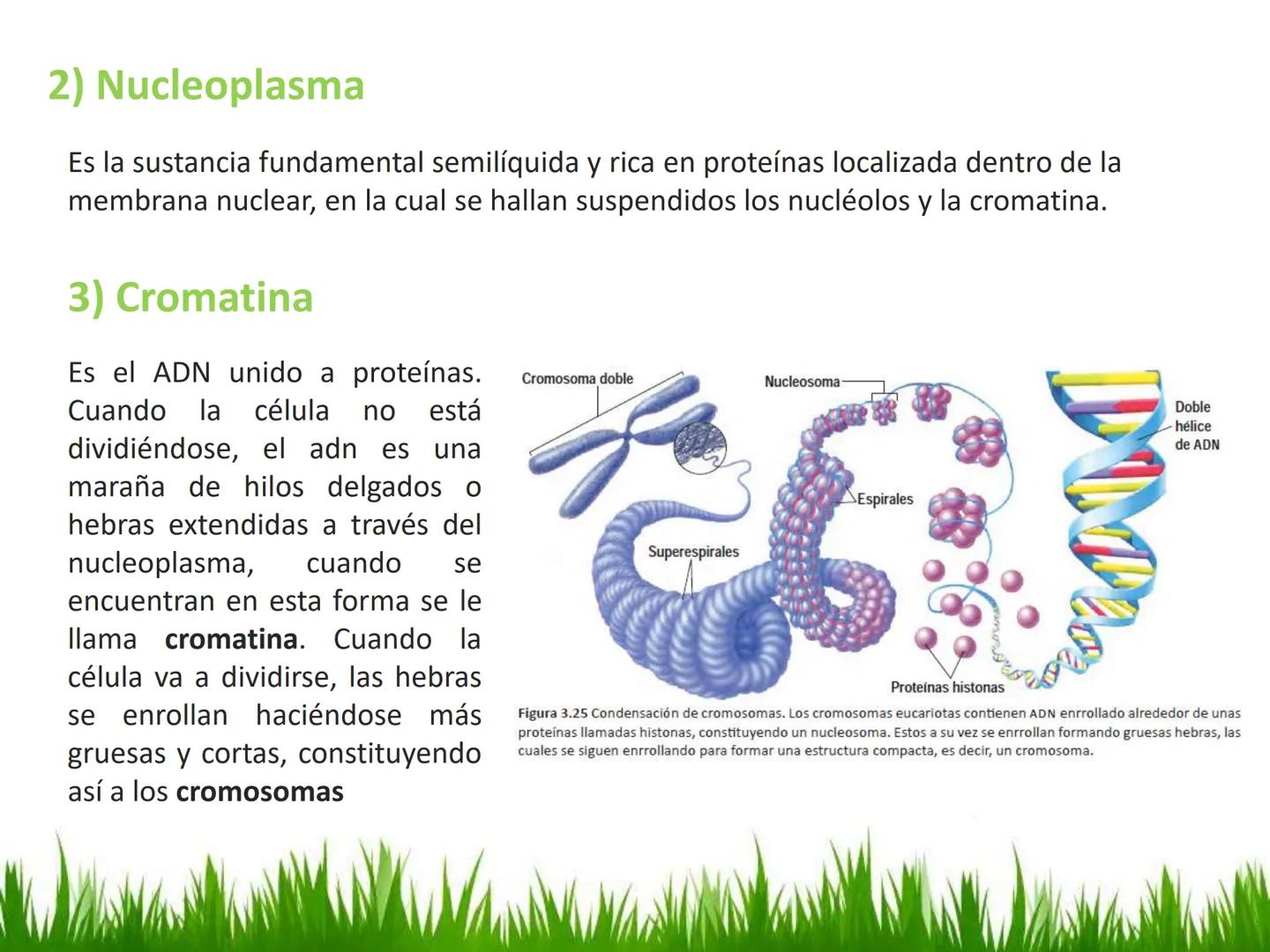 ## UNIDAD 3
## LA CÉLULA 3.1 Y 3.2
DEFINICIÓN Y TEORÍA CELULAR 3.1 Definición
Todos los seres vivos están constituidos por una o
más células