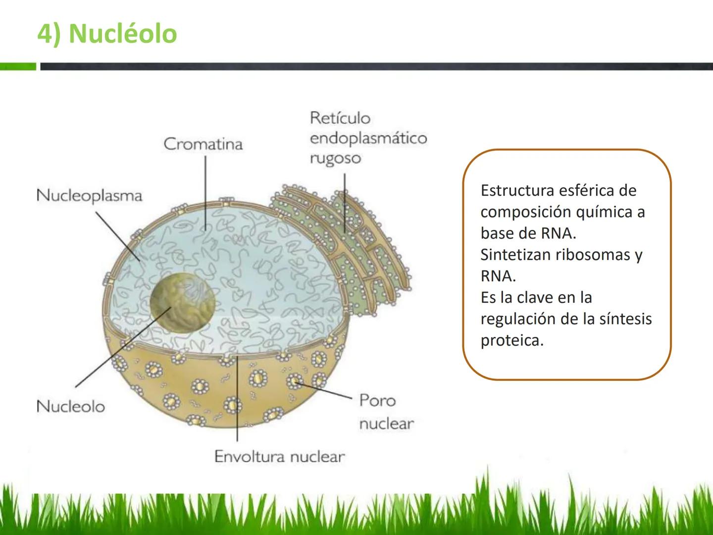 ## UNIDAD 3
## LA CÉLULA 3.1 Y 3.2
DEFINICIÓN Y TEORÍA CELULAR 3.1 Definición
Todos los seres vivos están constituidos por una o
más células