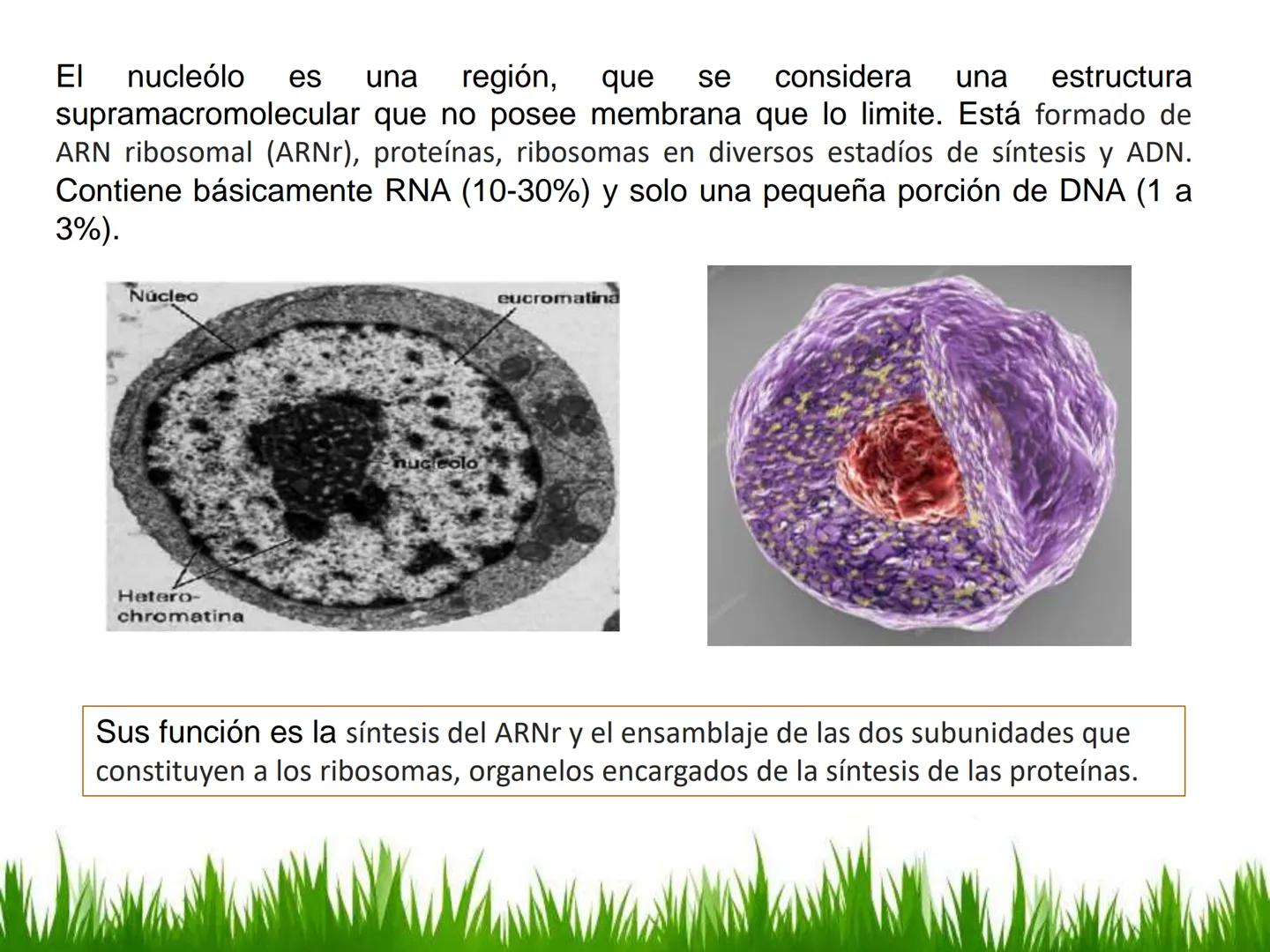 ## UNIDAD 3
## LA CÉLULA 3.1 Y 3.2
DEFINICIÓN Y TEORÍA CELULAR 3.1 Definición
Todos los seres vivos están constituidos por una o
más células