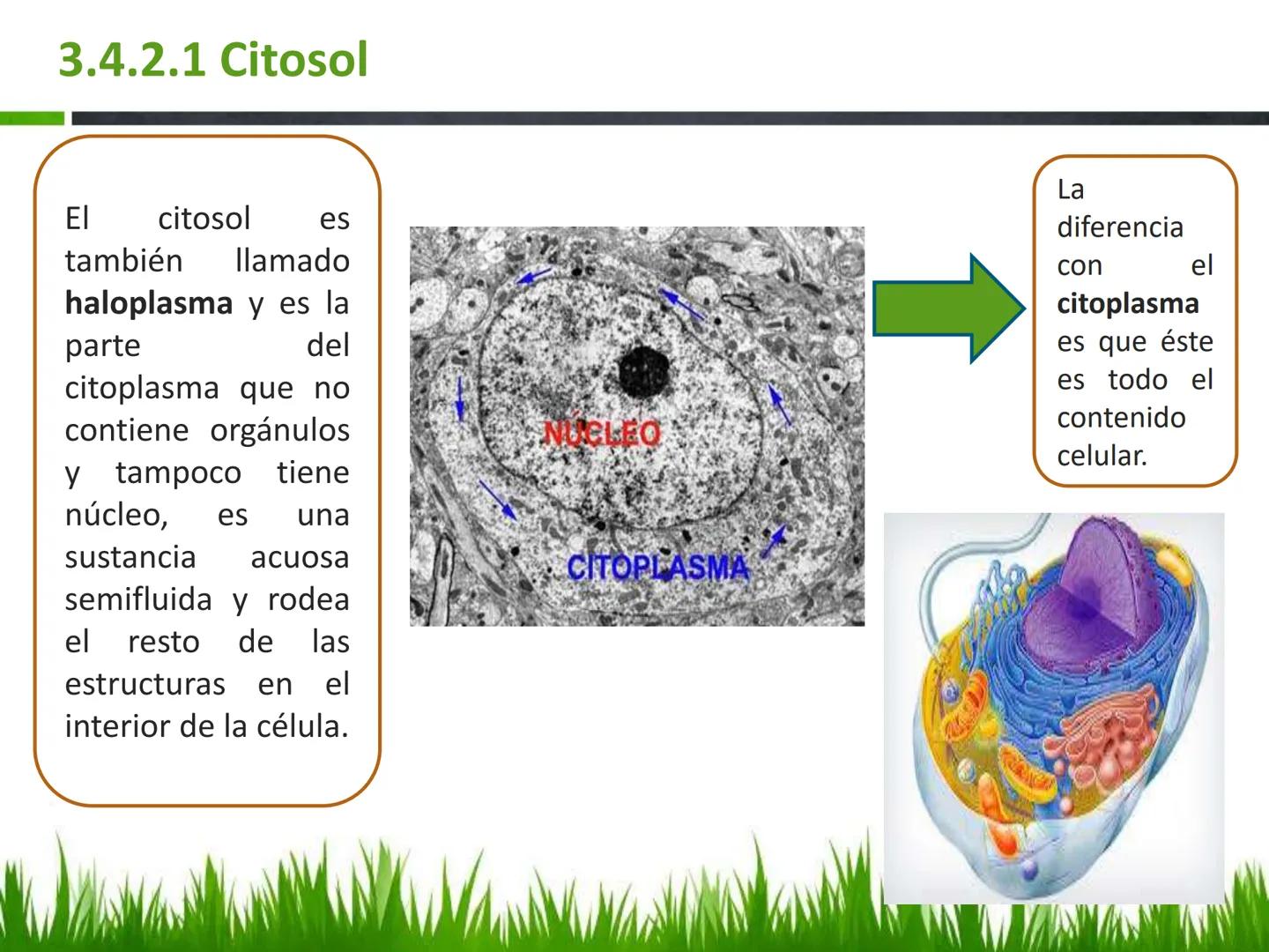 ## UNIDAD 3
## LA CÉLULA 3.1 Y 3.2
DEFINICIÓN Y TEORÍA CELULAR 3.1 Definición
Todos los seres vivos están constituidos por una o
más células