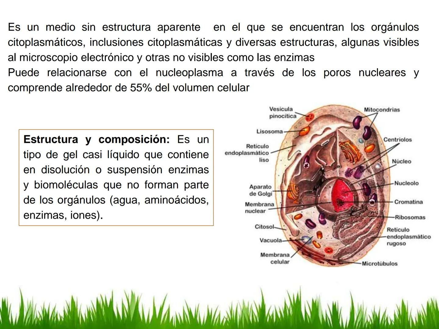 ## UNIDAD 3
## LA CÉLULA 3.1 Y 3.2
DEFINICIÓN Y TEORÍA CELULAR 3.1 Definición
Todos los seres vivos están constituidos por una o
más células