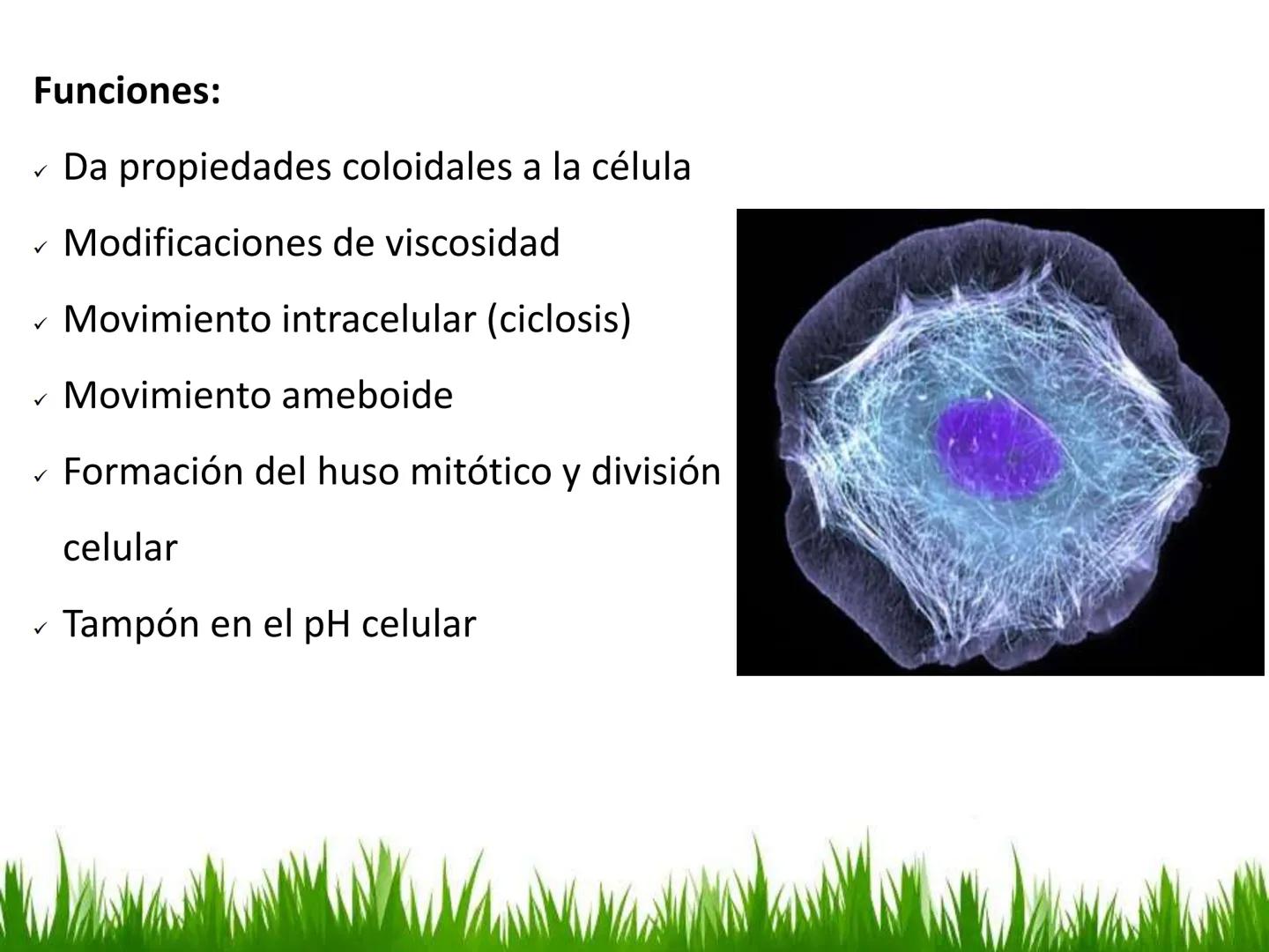 ## UNIDAD 3
## LA CÉLULA 3.1 Y 3.2
DEFINICIÓN Y TEORÍA CELULAR 3.1 Definición
Todos los seres vivos están constituidos por una o
más células