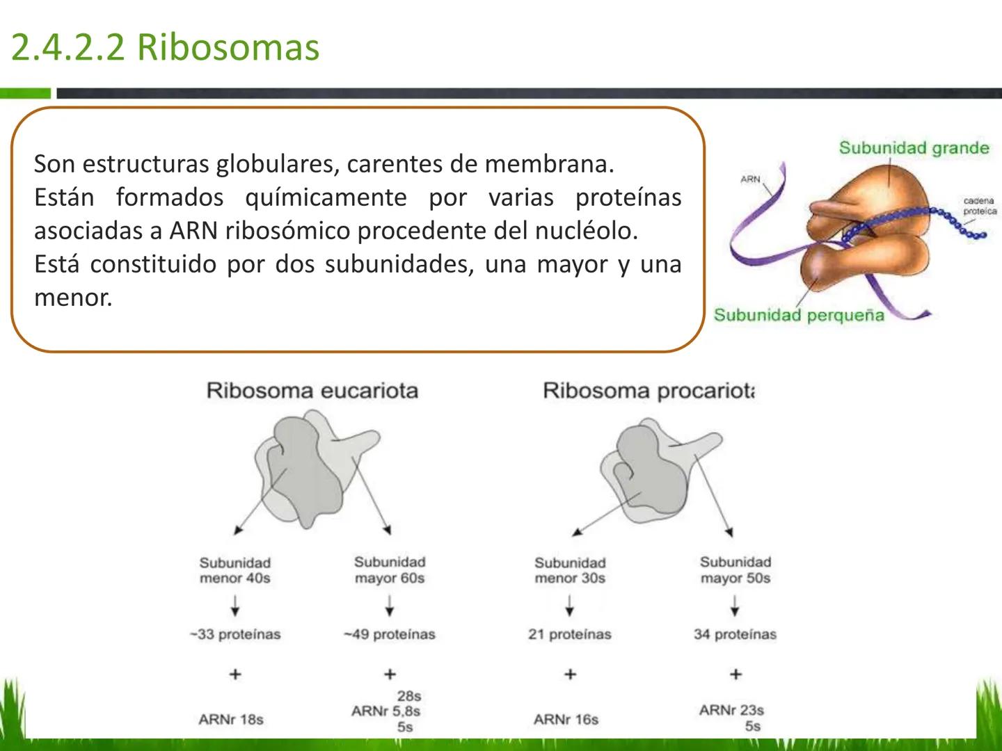 ## UNIDAD 3
## LA CÉLULA 3.1 Y 3.2
DEFINICIÓN Y TEORÍA CELULAR 3.1 Definición
Todos los seres vivos están constituidos por una o
más células