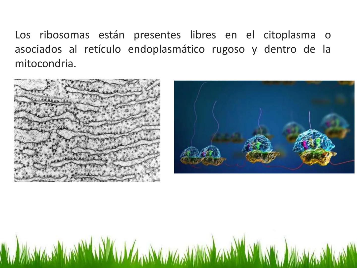 ## UNIDAD 3
## LA CÉLULA 3.1 Y 3.2
DEFINICIÓN Y TEORÍA CELULAR 3.1 Definición
Todos los seres vivos están constituidos por una o
más células
