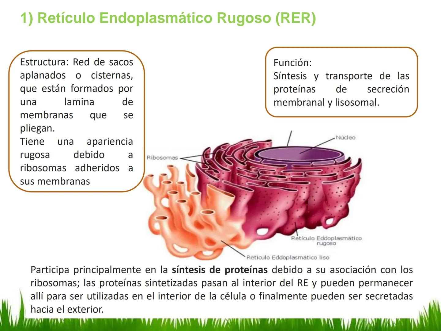## UNIDAD 3
## LA CÉLULA 3.1 Y 3.2
DEFINICIÓN Y TEORÍA CELULAR 3.1 Definición
Todos los seres vivos están constituidos por una o
más células