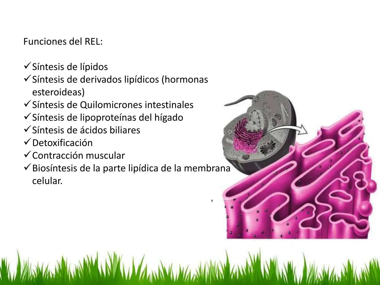 ## UNIDAD 3
## LA CÉLULA 3.1 Y 3.2
DEFINICIÓN Y TEORÍA CELULAR 3.1 Definición
Todos los seres vivos están constituidos por una o
más células