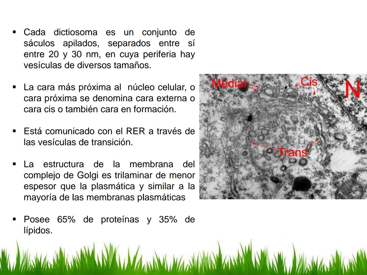 ## UNIDAD 3
## LA CÉLULA 3.1 Y 3.2
DEFINICIÓN Y TEORÍA CELULAR 3.1 Definición
Todos los seres vivos están constituidos por una o
más células