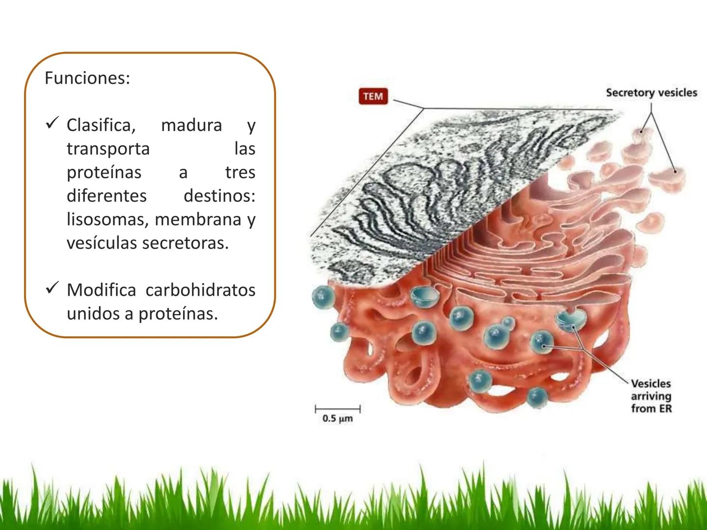 ## UNIDAD 3
## LA CÉLULA 3.1 Y 3.2
DEFINICIÓN Y TEORÍA CELULAR 3.1 Definición
Todos los seres vivos están constituidos por una o
más células