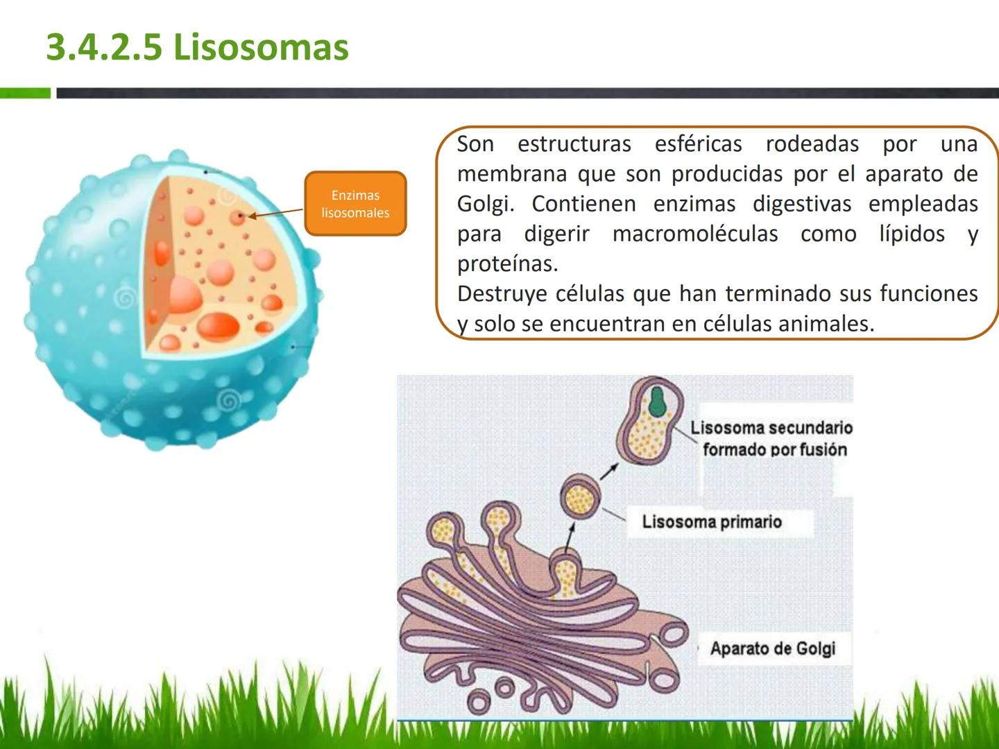 ## UNIDAD 3
## LA CÉLULA 3.1 Y 3.2
DEFINICIÓN Y TEORÍA CELULAR 3.1 Definición
Todos los seres vivos están constituidos por una o
más células