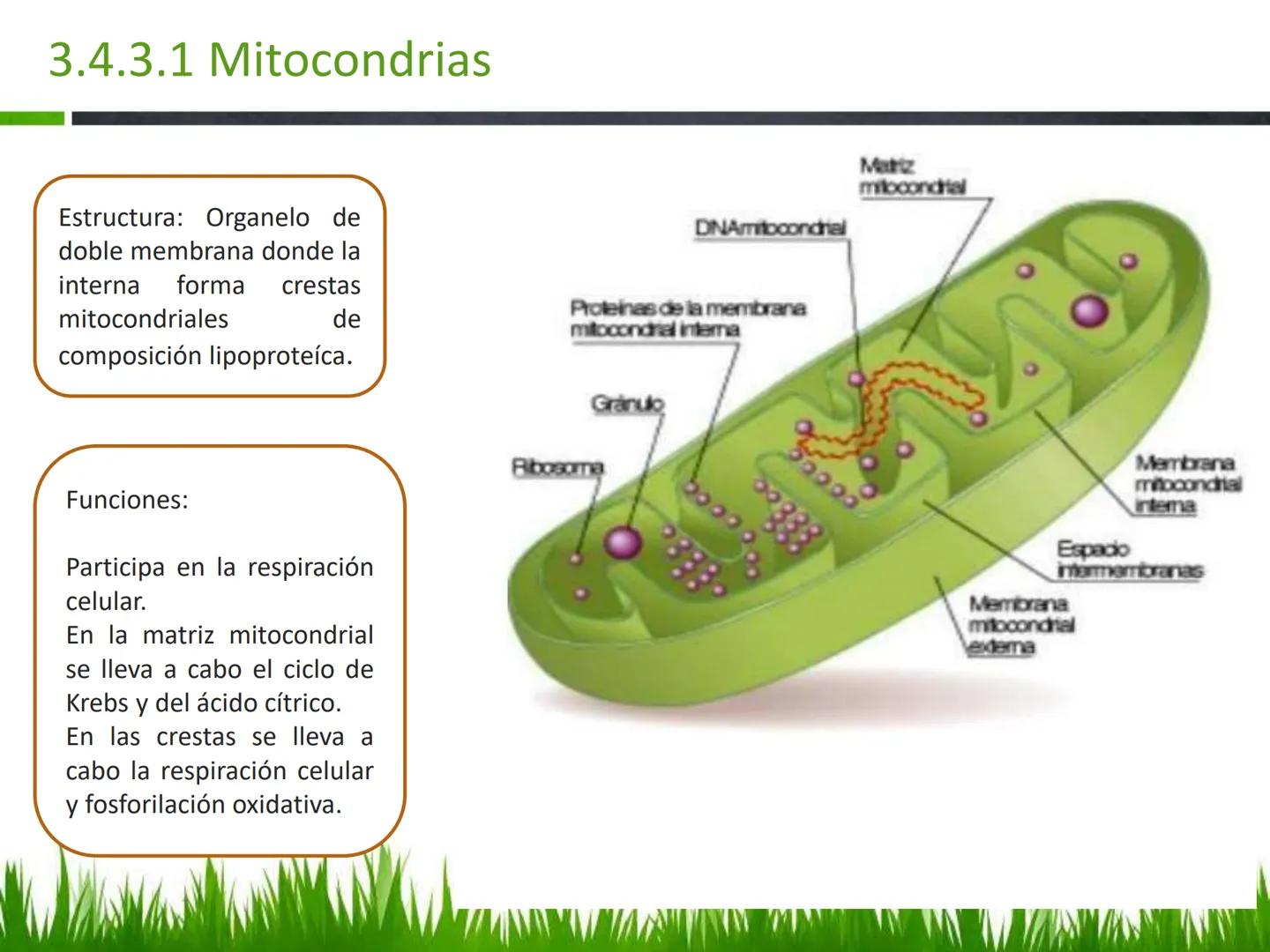 ## UNIDAD 3
## LA CÉLULA 3.1 Y 3.2
DEFINICIÓN Y TEORÍA CELULAR 3.1 Definición
Todos los seres vivos están constituidos por una o
más células