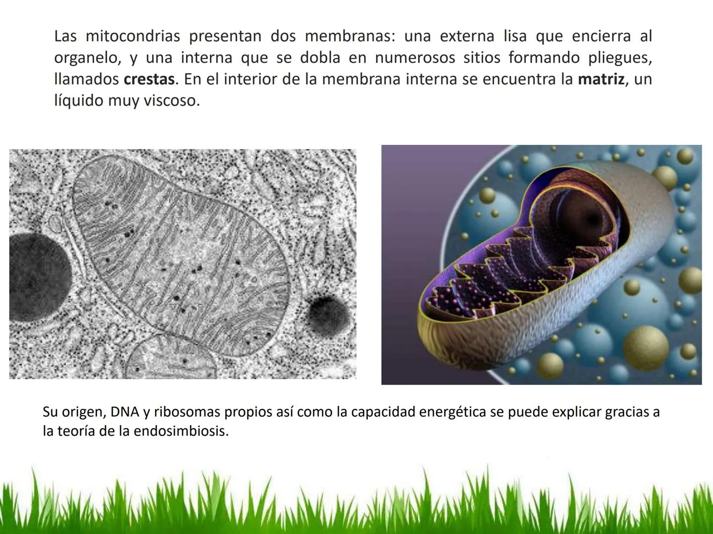 ## UNIDAD 3
## LA CÉLULA 3.1 Y 3.2
DEFINICIÓN Y TEORÍA CELULAR 3.1 Definición
Todos los seres vivos están constituidos por una o
más células