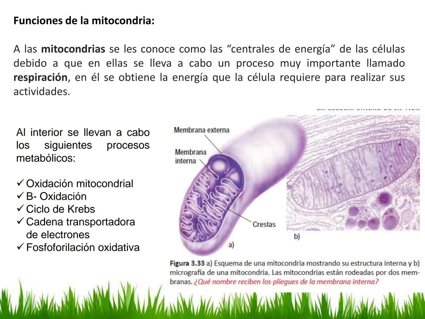 ## UNIDAD 3
## LA CÉLULA 3.1 Y 3.2
DEFINICIÓN Y TEORÍA CELULAR 3.1 Definición
Todos los seres vivos están constituidos por una o
más células