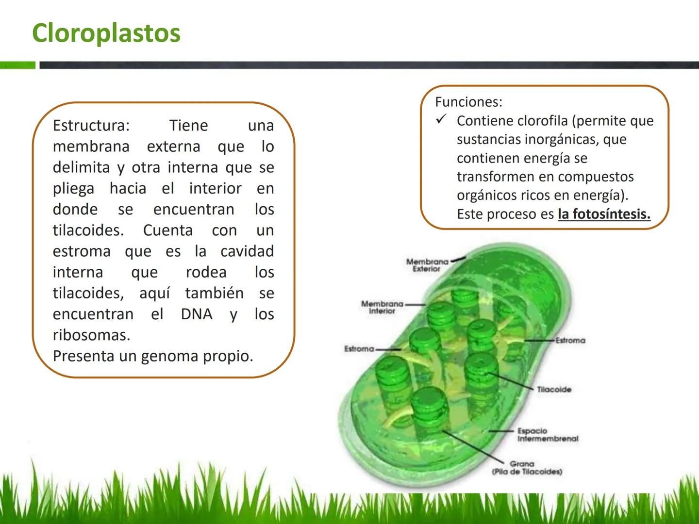 ## UNIDAD 3
## LA CÉLULA 3.1 Y 3.2
DEFINICIÓN Y TEORÍA CELULAR 3.1 Definición
Todos los seres vivos están constituidos por una o
más células