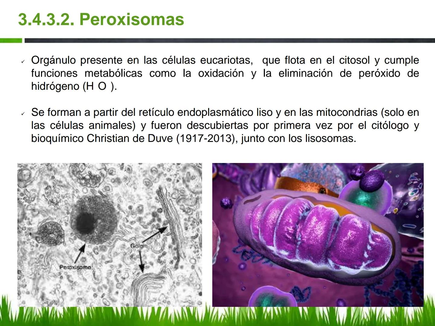 ## UNIDAD 3
## LA CÉLULA 3.1 Y 3.2
DEFINICIÓN Y TEORÍA CELULAR 3.1 Definición
Todos los seres vivos están constituidos por una o
más células
