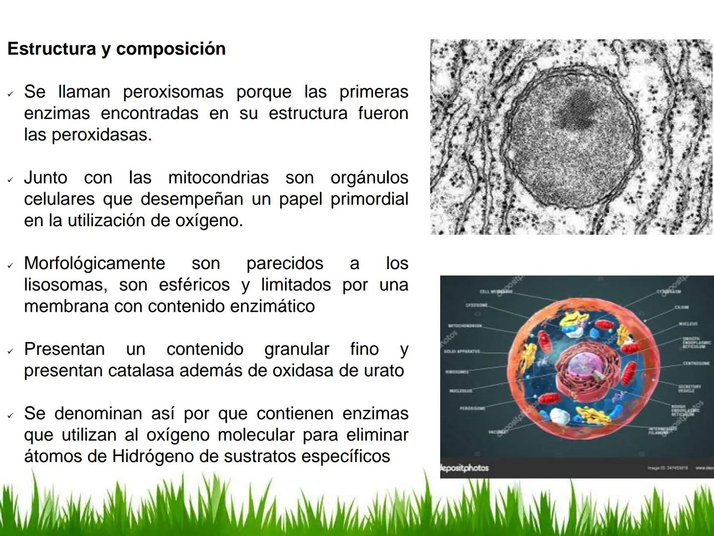 ## UNIDAD 3
## LA CÉLULA 3.1 Y 3.2
DEFINICIÓN Y TEORÍA CELULAR 3.1 Definición
Todos los seres vivos están constituidos por una o
más células