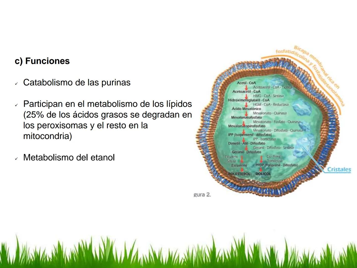 ## UNIDAD 3
## LA CÉLULA 3.1 Y 3.2
DEFINICIÓN Y TEORÍA CELULAR 3.1 Definición
Todos los seres vivos están constituidos por una o
más células