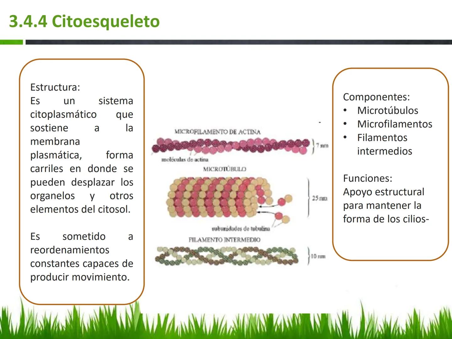 ## UNIDAD 3
## LA CÉLULA 3.1 Y 3.2
DEFINICIÓN Y TEORÍA CELULAR 3.1 Definición
Todos los seres vivos están constituidos por una o
más células