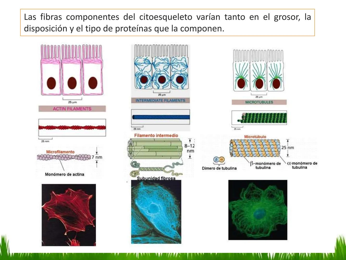 ## UNIDAD 3
## LA CÉLULA 3.1 Y 3.2
DEFINICIÓN Y TEORÍA CELULAR 3.1 Definición
Todos los seres vivos están constituidos por una o
más células