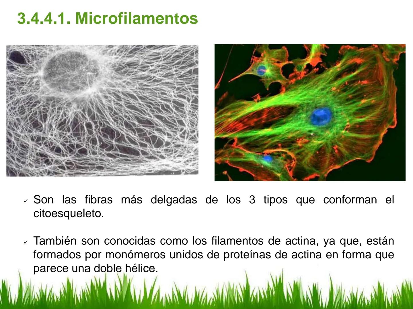 ## UNIDAD 3
## LA CÉLULA 3.1 Y 3.2
DEFINICIÓN Y TEORÍA CELULAR 3.1 Definición
Todos los seres vivos están constituidos por una o
más células
