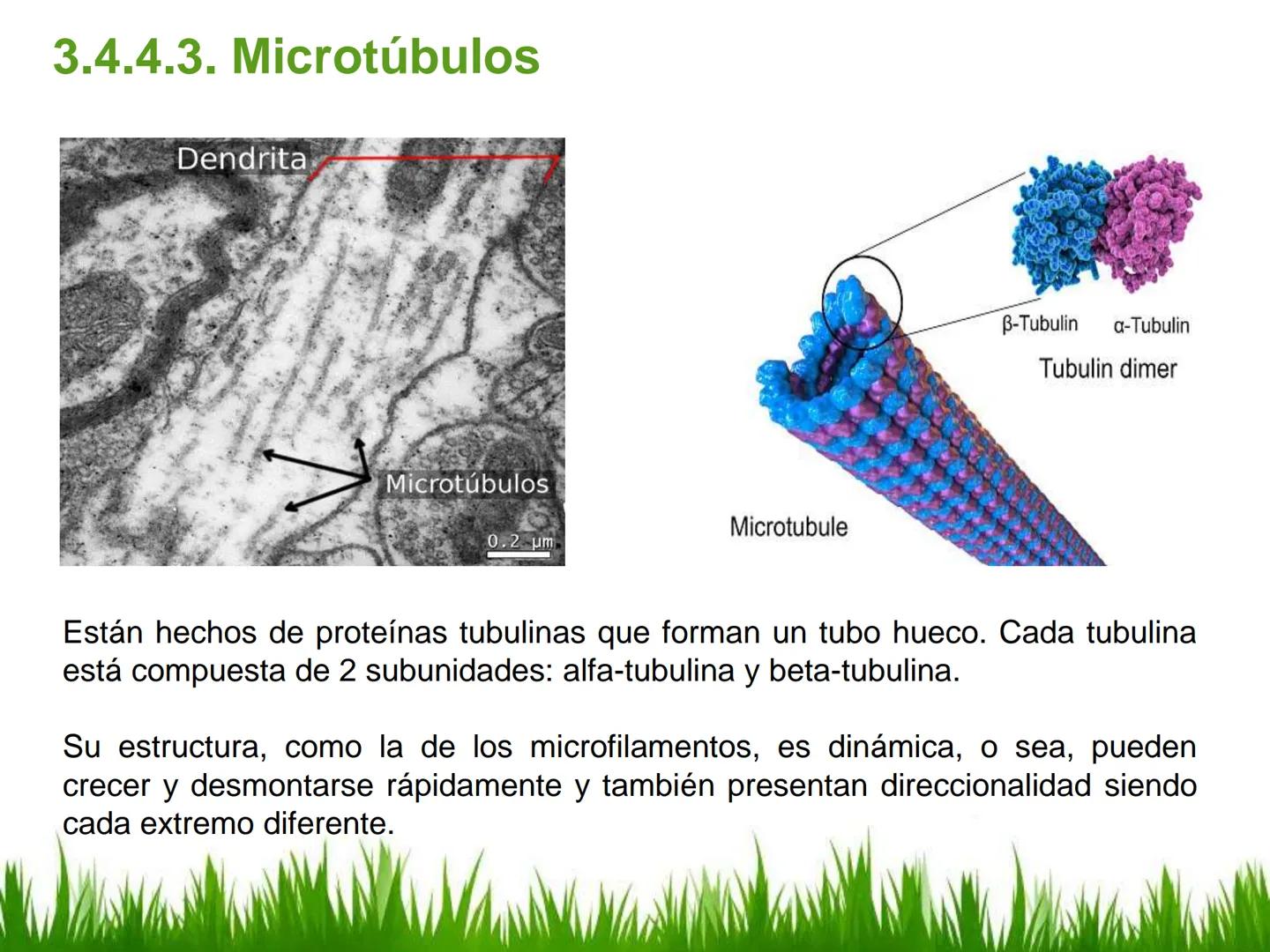 ## UNIDAD 3
## LA CÉLULA 3.1 Y 3.2
DEFINICIÓN Y TEORÍA CELULAR 3.1 Definición
Todos los seres vivos están constituidos por una o
más células