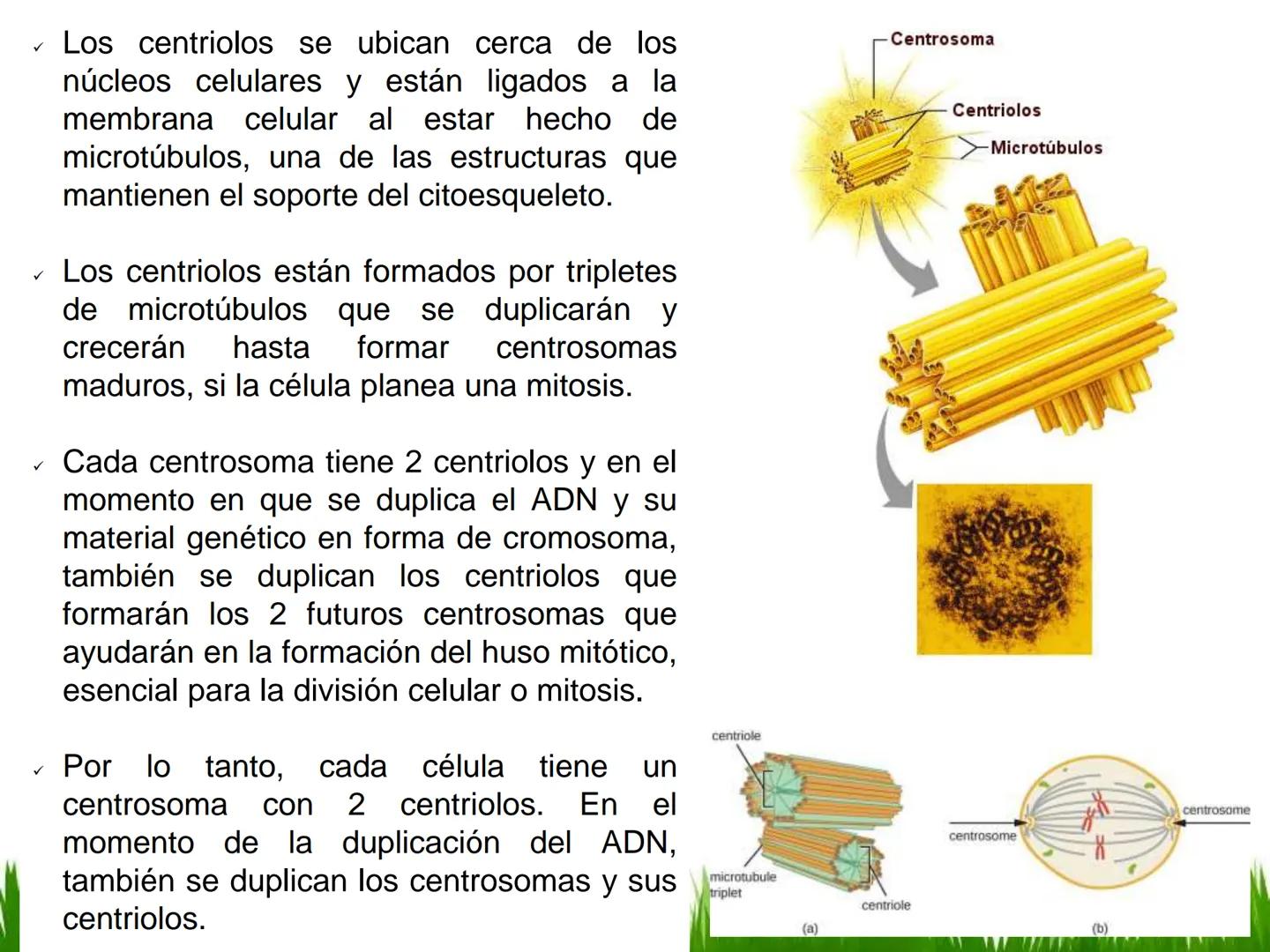 ## UNIDAD 3
## LA CÉLULA 3.1 Y 3.2
DEFINICIÓN Y TEORÍA CELULAR 3.1 Definición
Todos los seres vivos están constituidos por una o
más células