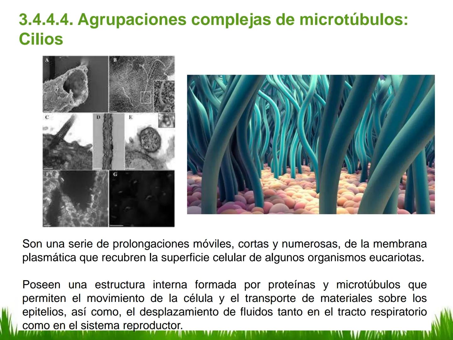 ## UNIDAD 3
## LA CÉLULA 3.1 Y 3.2
DEFINICIÓN Y TEORÍA CELULAR 3.1 Definición
Todos los seres vivos están constituidos por una o
más células
