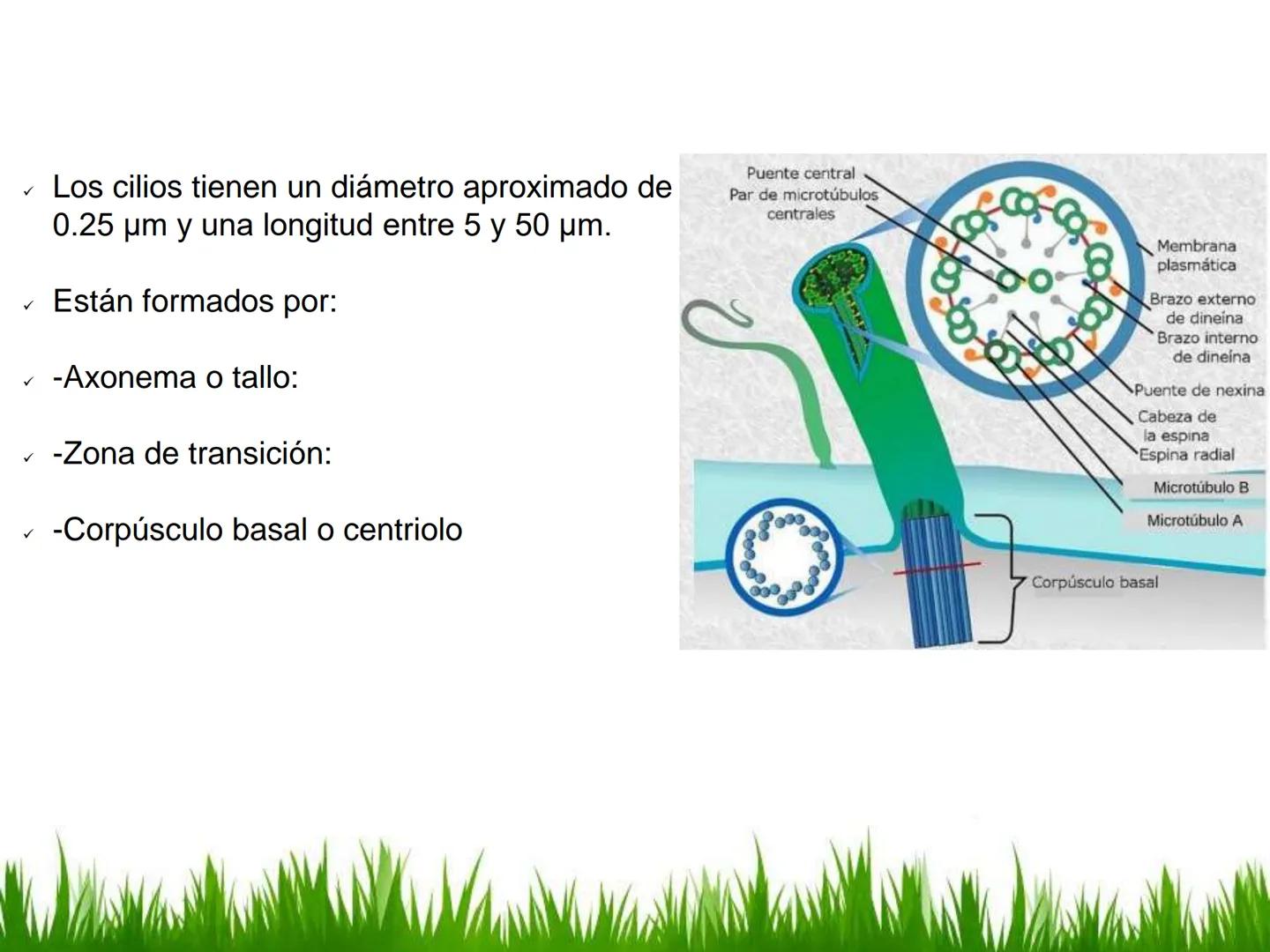 ## UNIDAD 3
## LA CÉLULA 3.1 Y 3.2
DEFINICIÓN Y TEORÍA CELULAR 3.1 Definición
Todos los seres vivos están constituidos por una o
más células