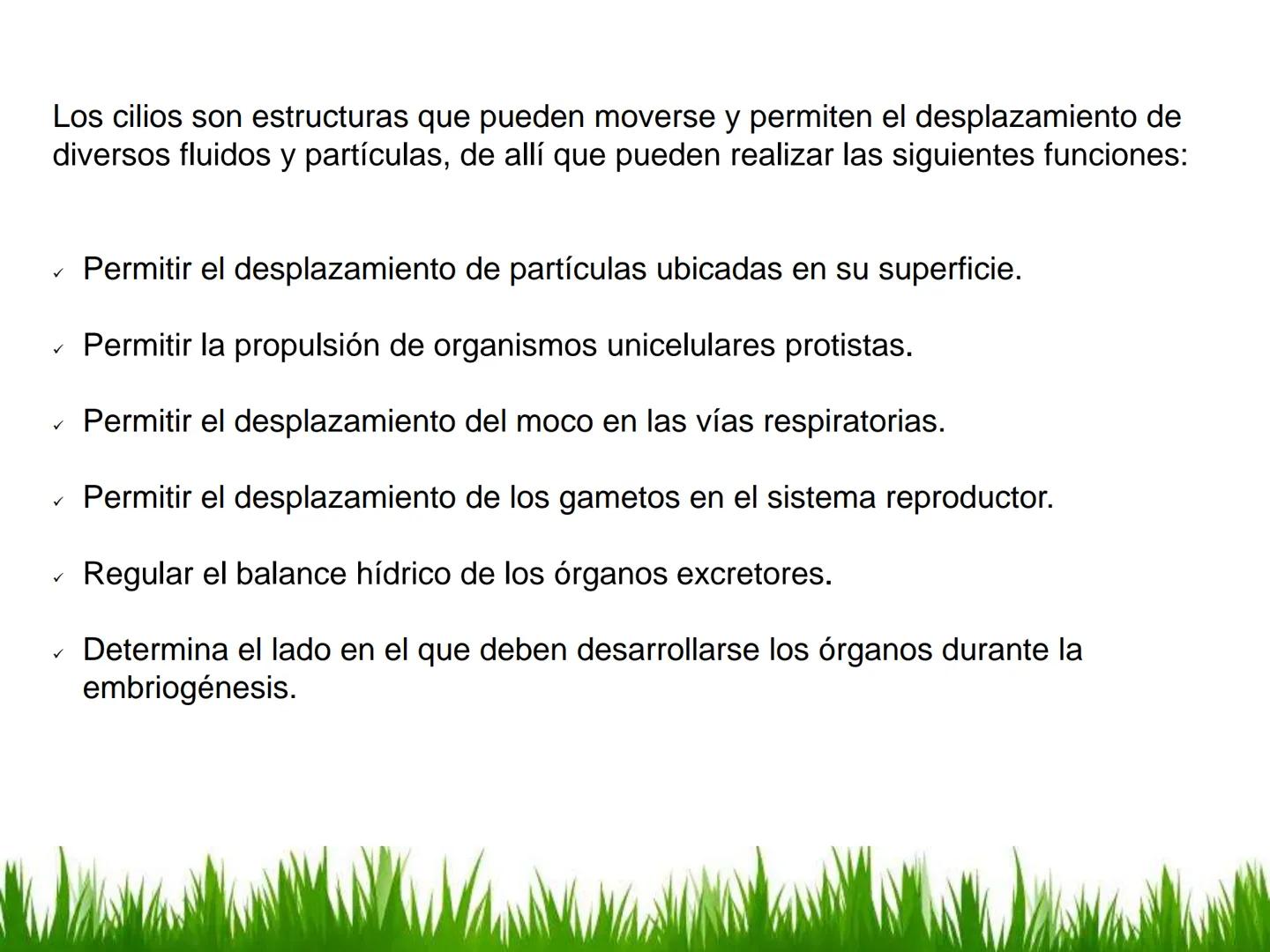 ## UNIDAD 3
## LA CÉLULA 3.1 Y 3.2
DEFINICIÓN Y TEORÍA CELULAR 3.1 Definición
Todos los seres vivos están constituidos por una o
más células