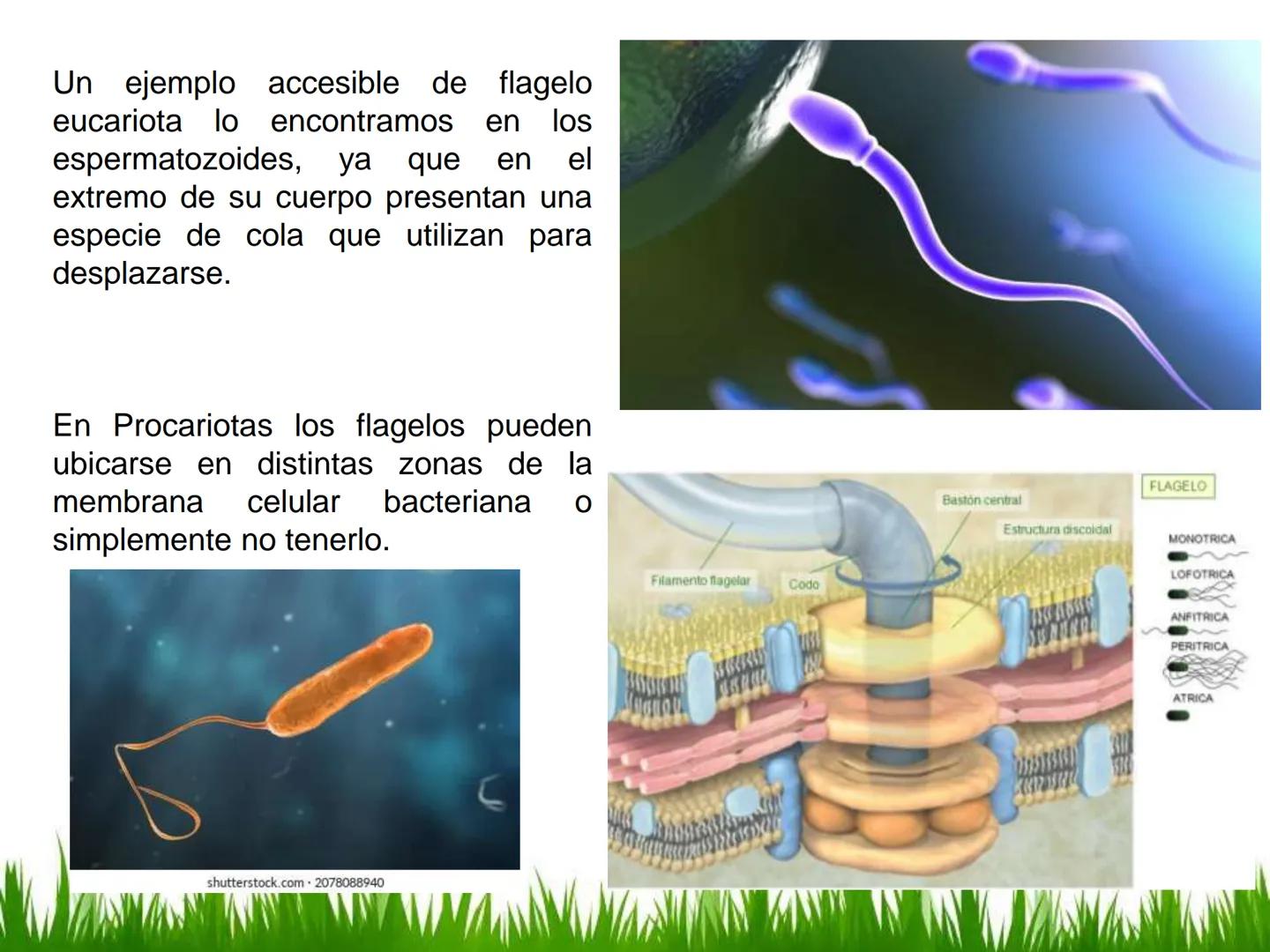 ## UNIDAD 3
## LA CÉLULA 3.1 Y 3.2
DEFINICIÓN Y TEORÍA CELULAR 3.1 Definición
Todos los seres vivos están constituidos por una o
más células