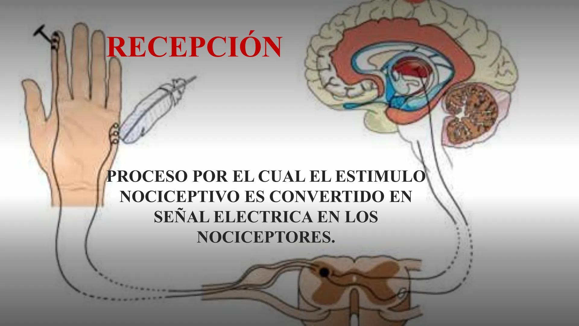# DOLOR
L.FT. MAGALI SANTIAGO ESCAMILLA Existen 3 tipos de estímulos que excitan los
receptores para el dolor:
MECÁNICOS
TÉRMICOS
QUÍMIC