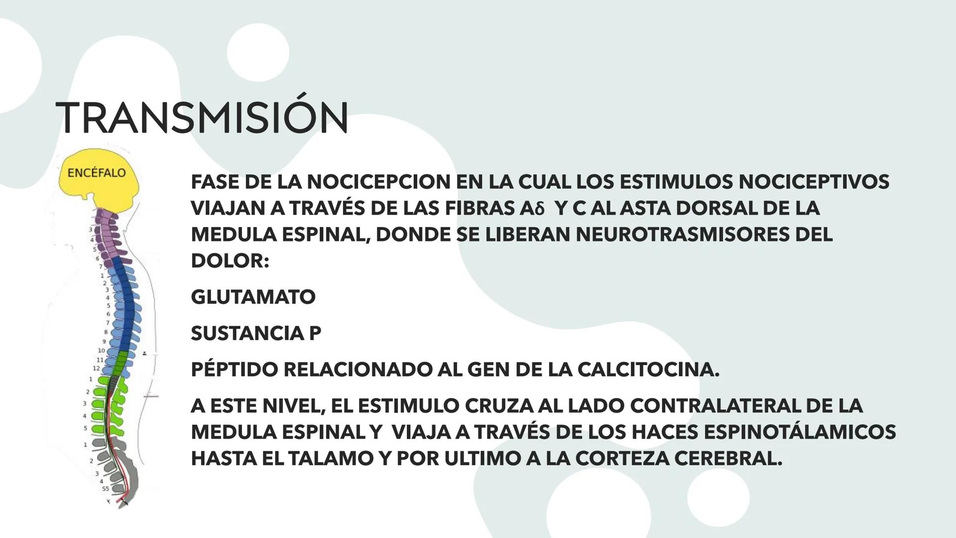 # DOLOR
L.FT. MAGALI SANTIAGO ESCAMILLA Existen 3 tipos de estímulos que excitan los
receptores para el dolor:
MECÁNICOS
TÉRMICOS
QUÍMIC