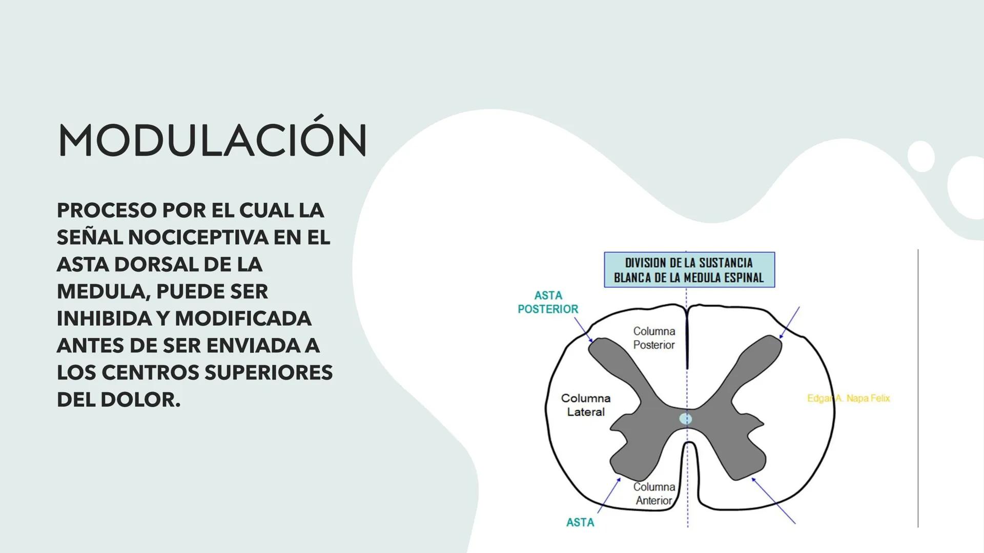 # DOLOR
L.FT. MAGALI SANTIAGO ESCAMILLA Existen 3 tipos de estímulos que excitan los
receptores para el dolor:
MECÁNICOS
TÉRMICOS
QUÍMIC