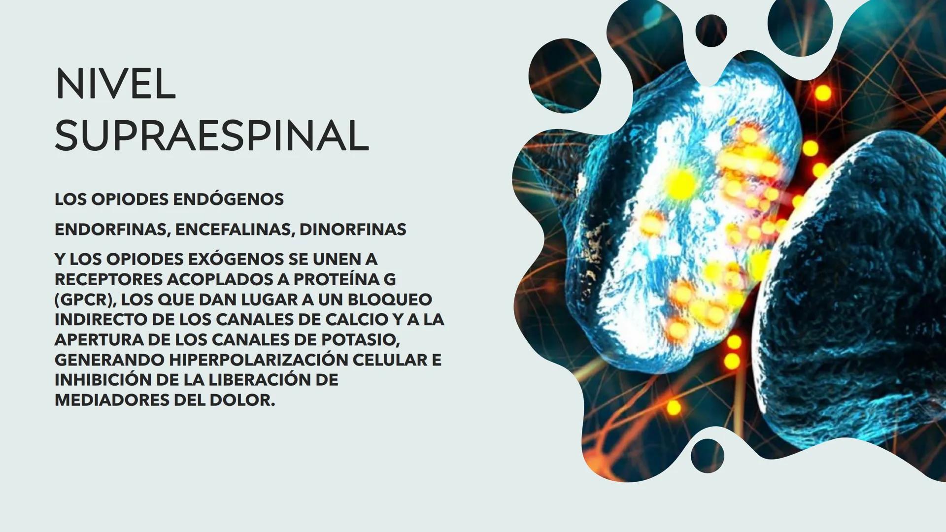 # DOLOR
L.FT. MAGALI SANTIAGO ESCAMILLA Existen 3 tipos de estímulos que excitan los
receptores para el dolor:
MECÁNICOS
TÉRMICOS
QUÍMIC