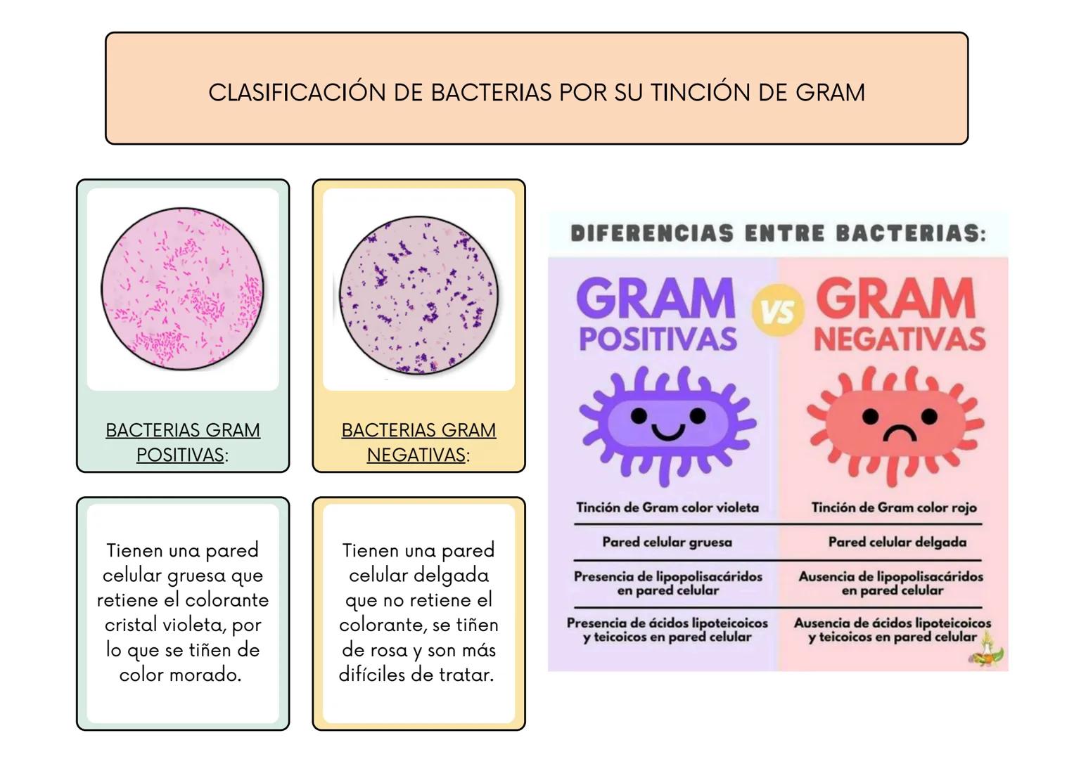 # CLASIFICACIÓN DE BACTERIAS POR SU TINCIÓN DE GRAM
BACTERIAS GRAM
POSITIVAS:
BACTERIAS GRAM
NEGATIVAS:
Tienen una pared
celular gruesa