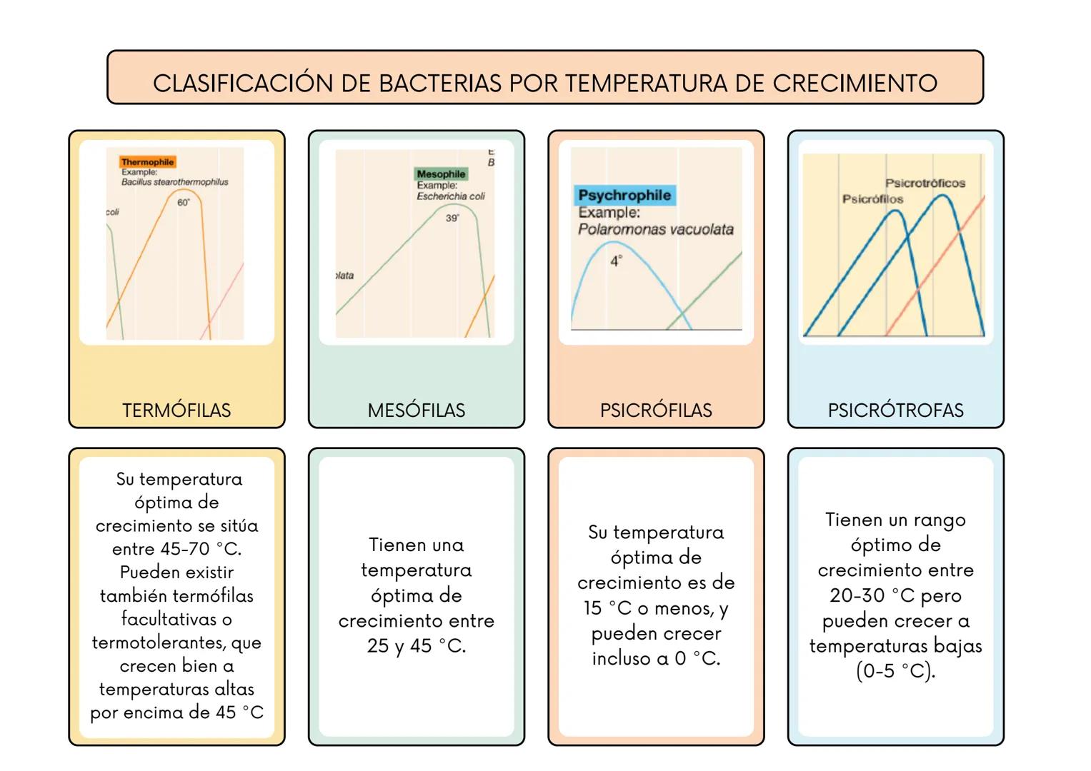 # CLASIFICACIÓN DE BACTERIAS POR SU TINCIÓN DE GRAM
BACTERIAS GRAM
POSITIVAS:
BACTERIAS GRAM
NEGATIVAS:
Tienen una pared
celular gruesa