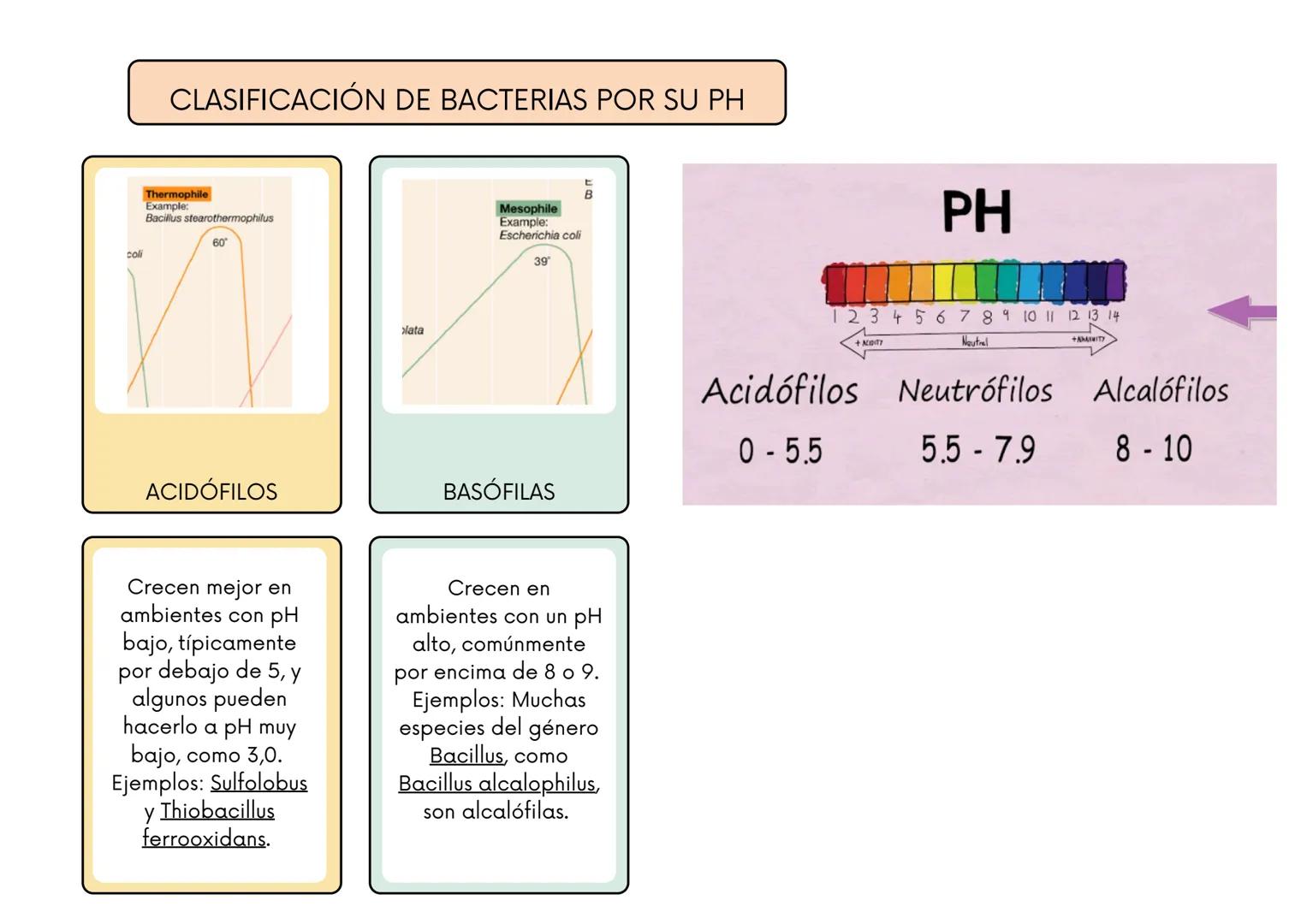 # CLASIFICACIÓN DE BACTERIAS POR SU TINCIÓN DE GRAM
BACTERIAS GRAM
POSITIVAS:
BACTERIAS GRAM
NEGATIVAS:
Tienen una pared
celular gruesa