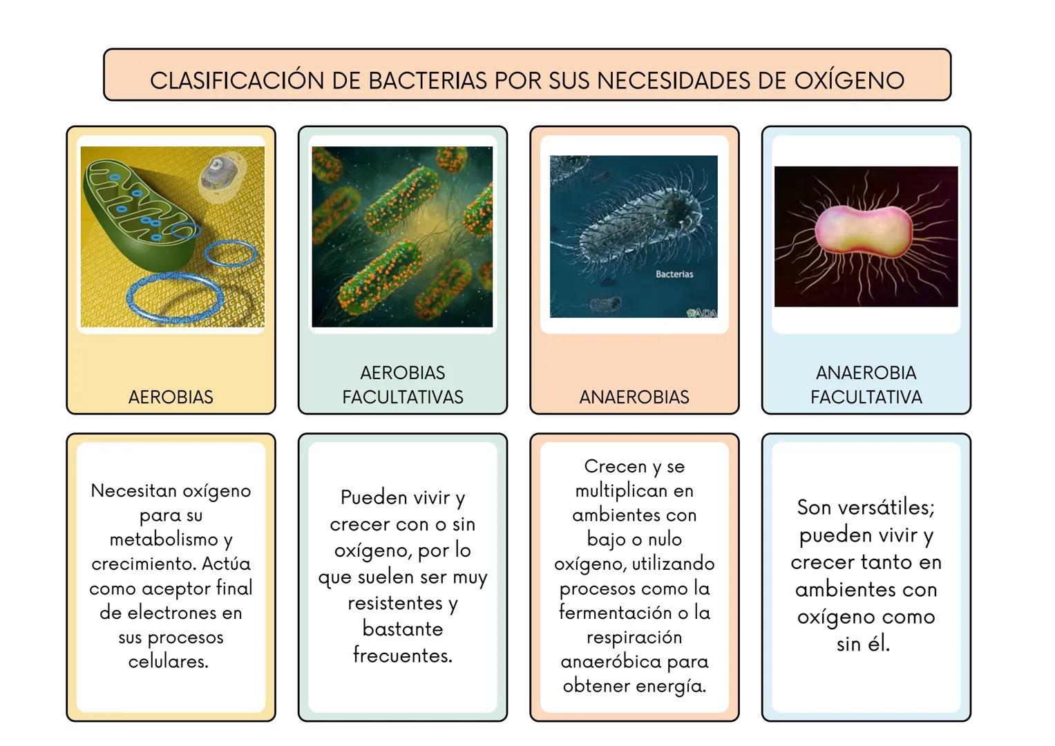 # CLASIFICACIÓN DE BACTERIAS POR SU TINCIÓN DE GRAM
BACTERIAS GRAM
POSITIVAS:
BACTERIAS GRAM
NEGATIVAS:
Tienen una pared
celular gruesa