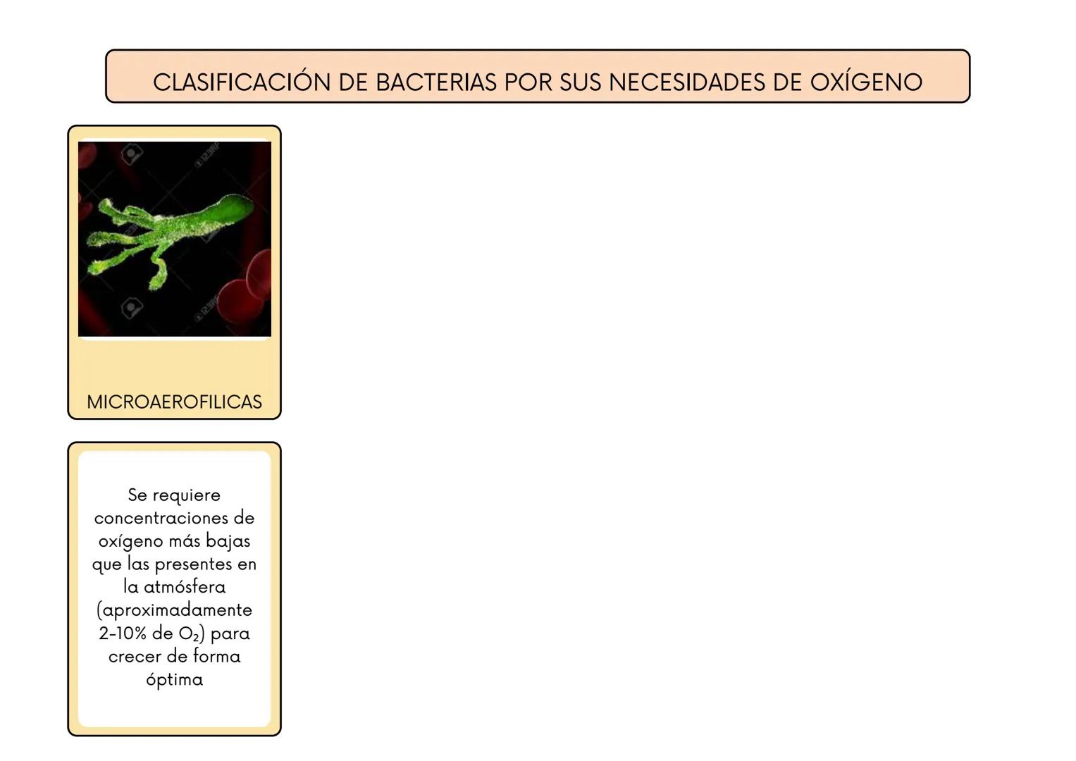 # CLASIFICACIÓN DE BACTERIAS POR SU TINCIÓN DE GRAM
BACTERIAS GRAM
POSITIVAS:
BACTERIAS GRAM
NEGATIVAS:
Tienen una pared
celular gruesa