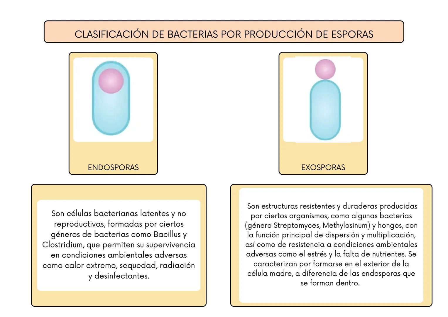 # CLASIFICACIÓN DE BACTERIAS POR SU TINCIÓN DE GRAM
BACTERIAS GRAM
POSITIVAS:
BACTERIAS GRAM
NEGATIVAS:
Tienen una pared
celular gruesa