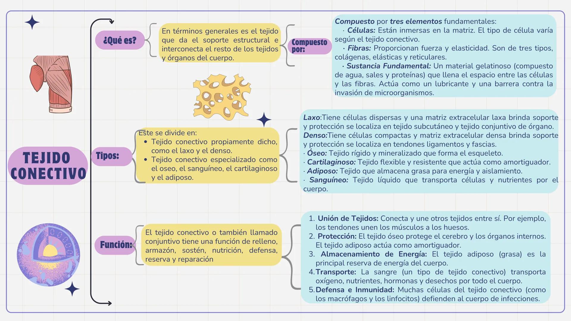¿Qué es?
En términos generales es el tejido
que da el soporte estructural e
interconecta el resto de los tejidos
y órganos del cuerpo.
TEJ