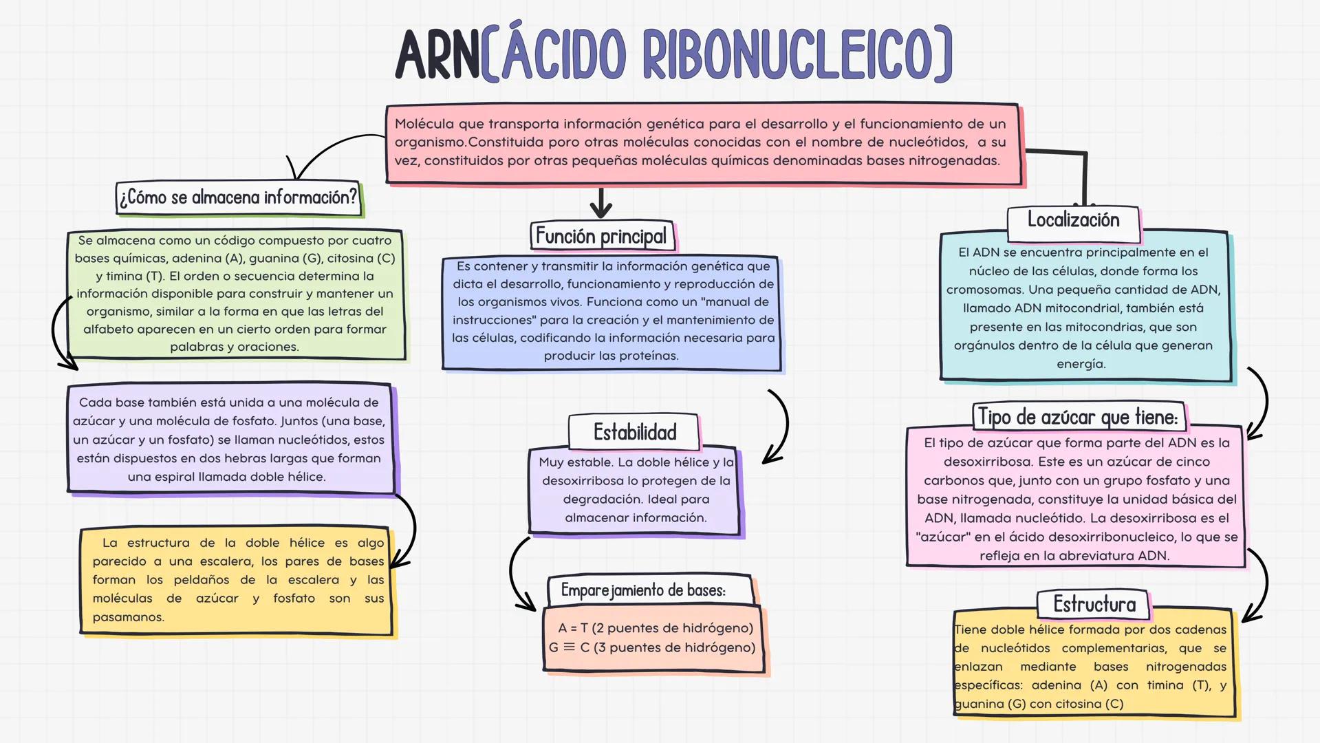 # ADNCÁCIDO DESOXIRRIBONUCLEICO)
Molécula esencial en las células que actúa como un intermediario para la producción de proteínas, ya
que c